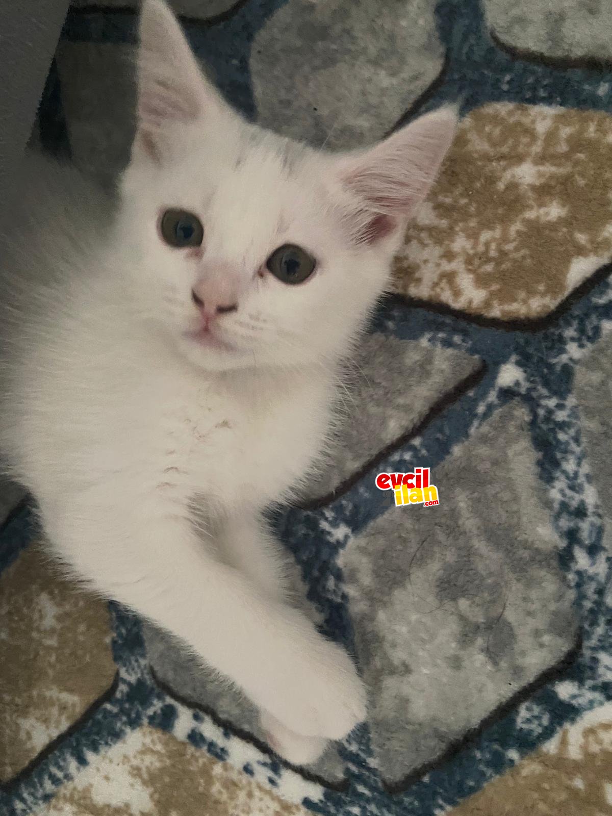 Kar Beyazı British Shorthair