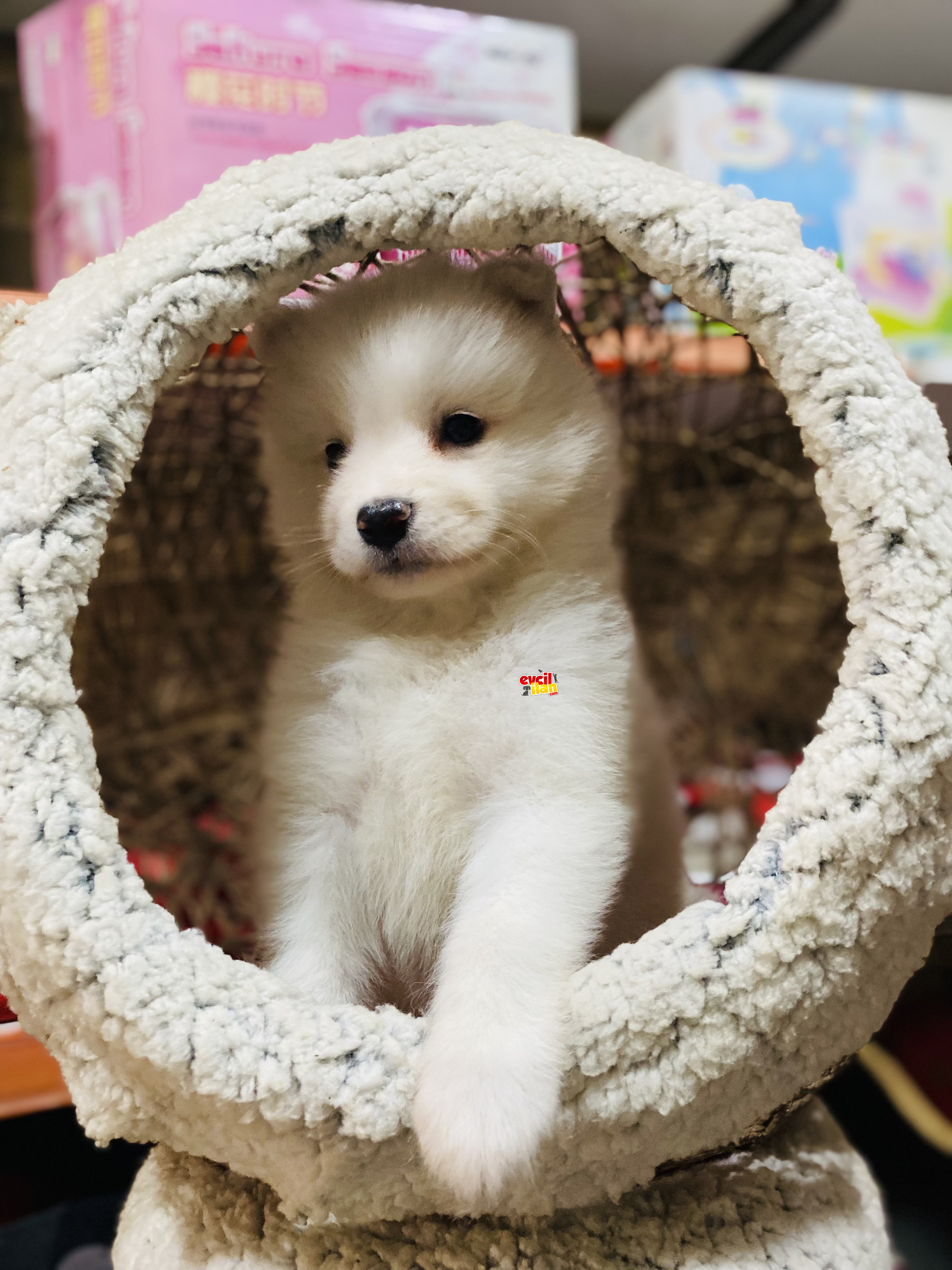 KAR BEYAZI SAMOYED YAVRULAR TESLİME HAZIR 