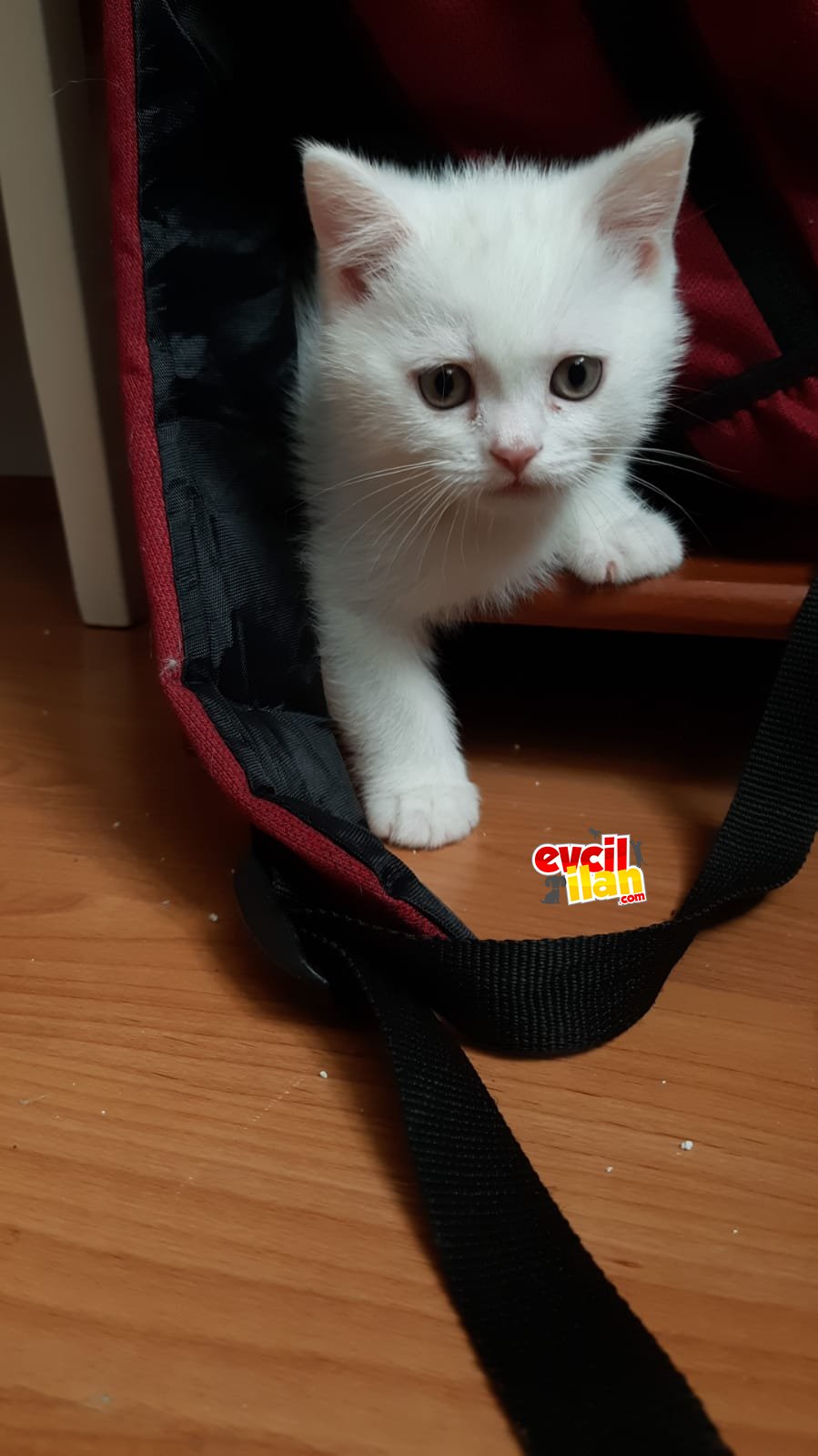 Kar topu yavrumuz yeni yuvasını arıyor (UYGUN FİYATLI!!)