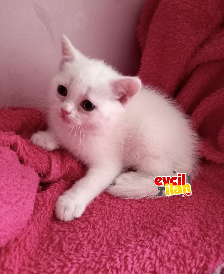 Karbeyazı British Shorthair Erkek Yavru