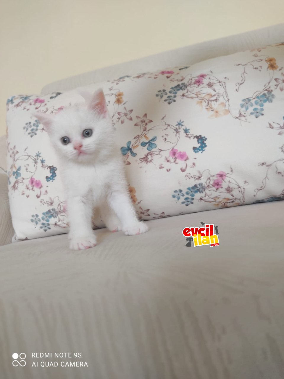 Kartopu Gibi beyaz Yavrularımız 