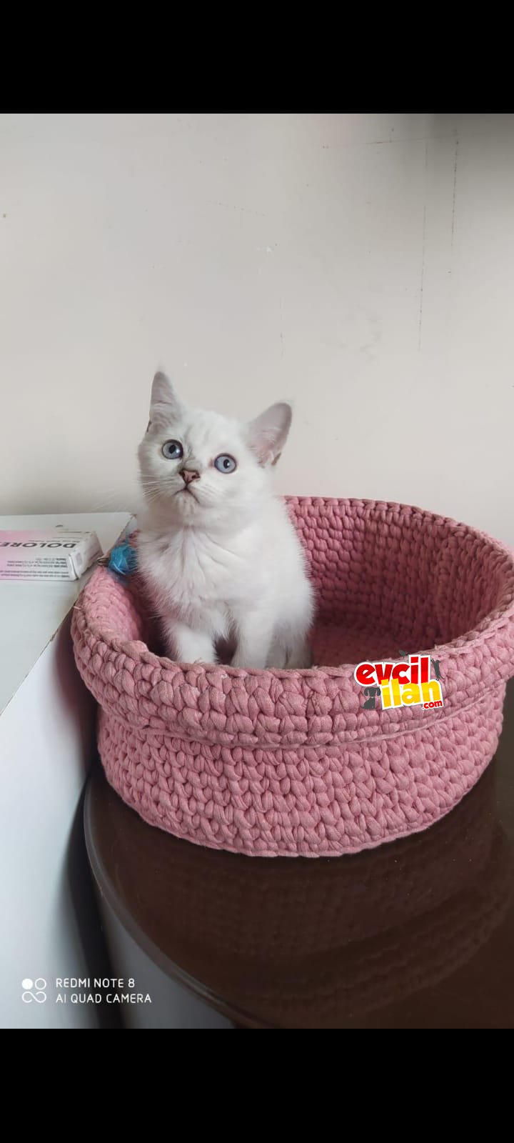 Kartopu mavi gözlü Biritish yavrumuz