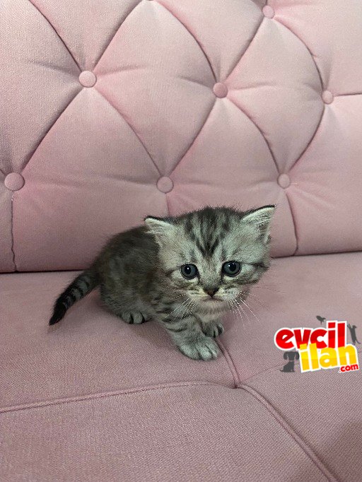 keçiören elden sahiplendirme 