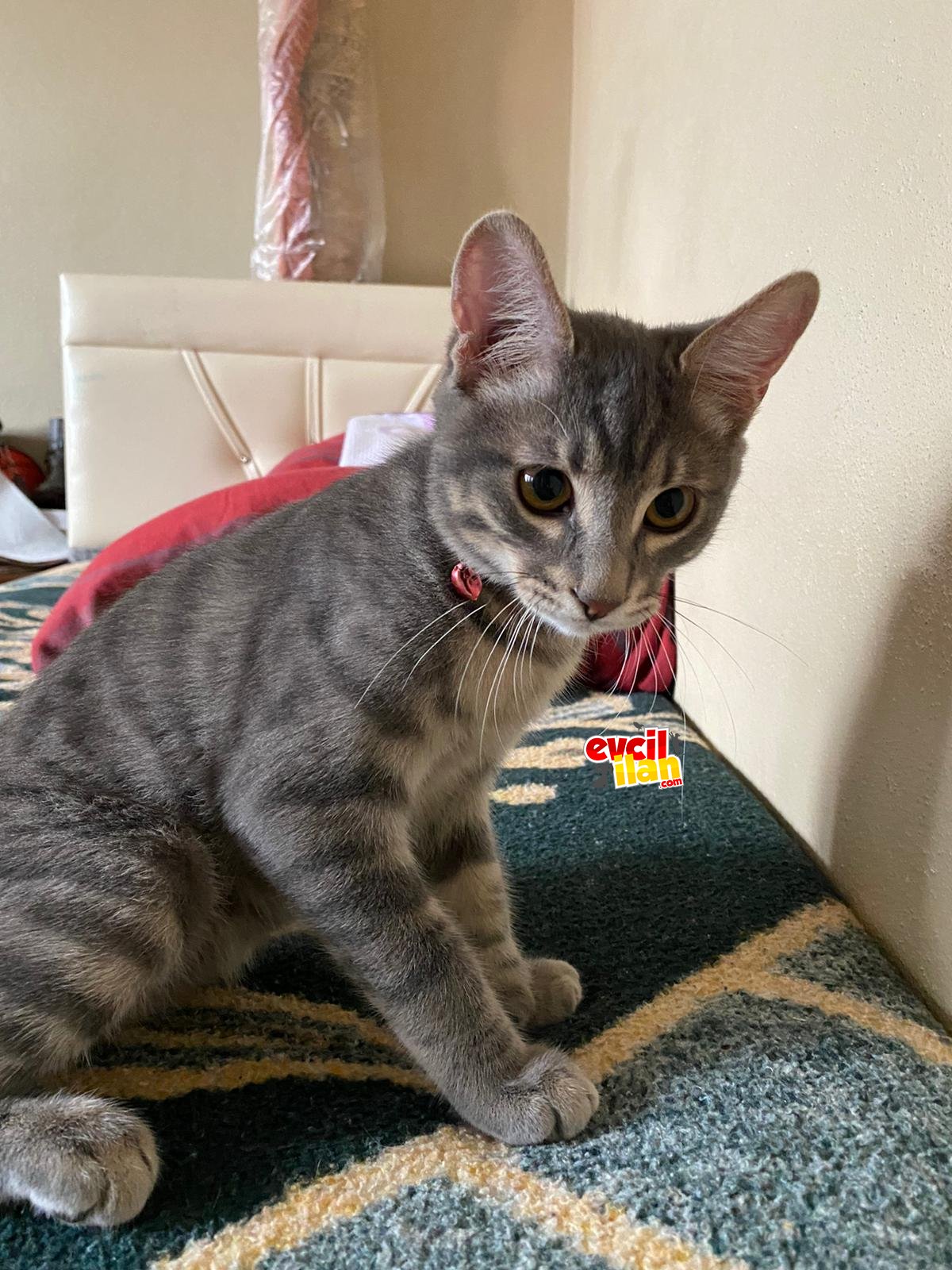 Kedi biritish shorthair kırması