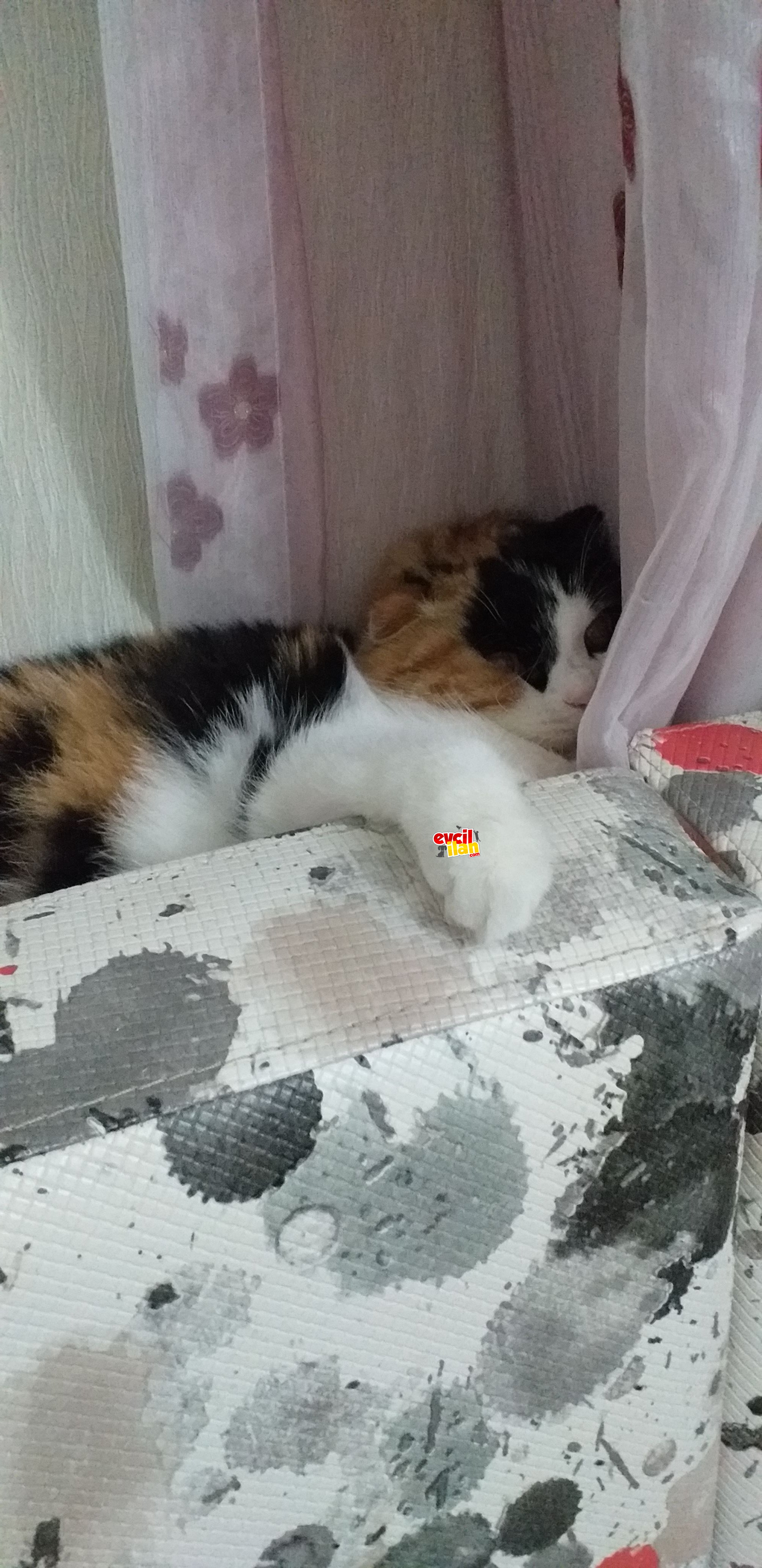 Kedi dostu bir aileye 