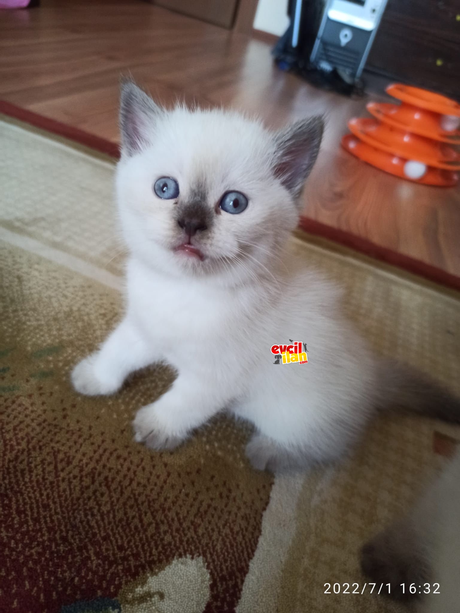 Kedi sahiplendiriyoruz