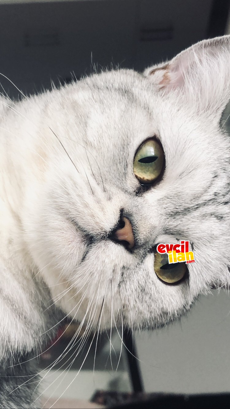 Kedi sahiplendirme