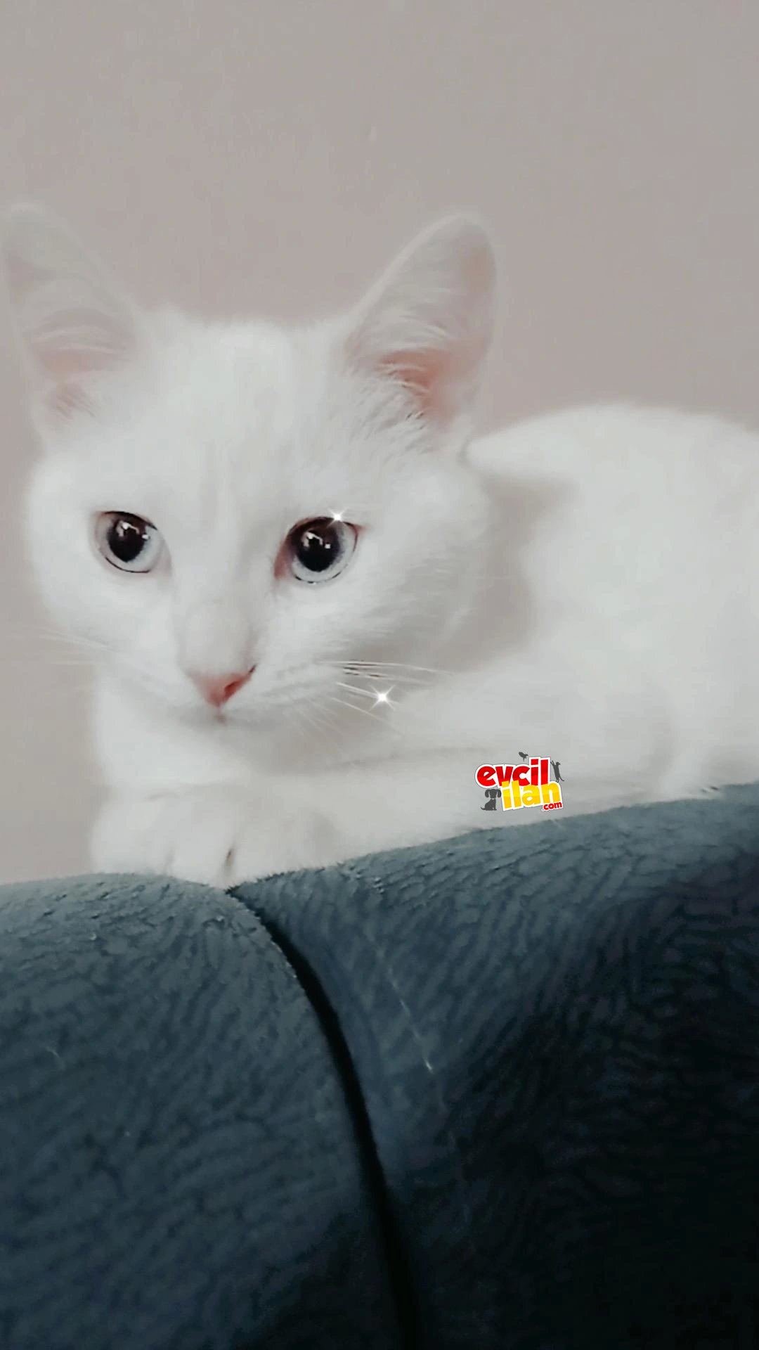Kedi sahiplendirme