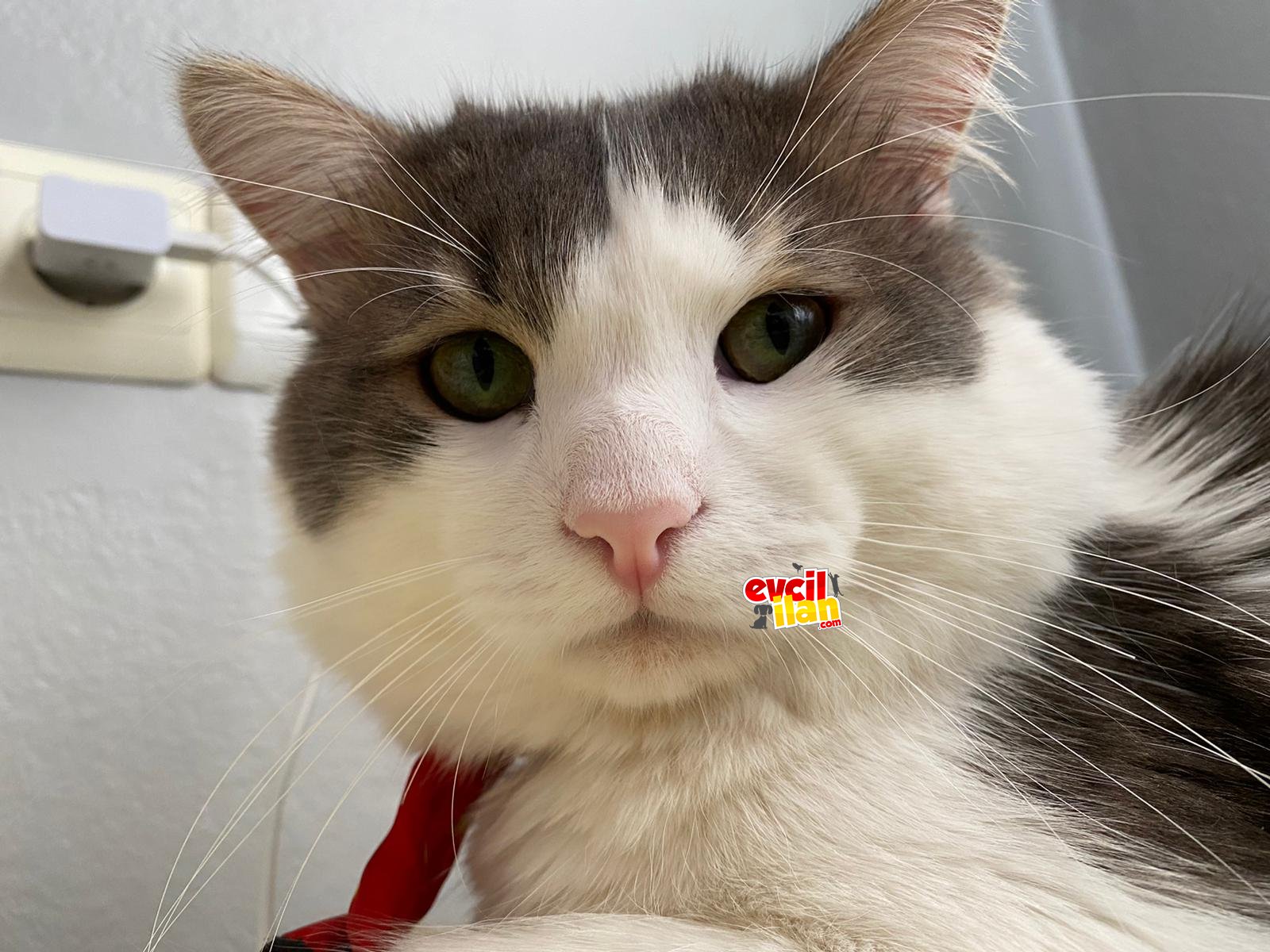 kedi sahiplendirme