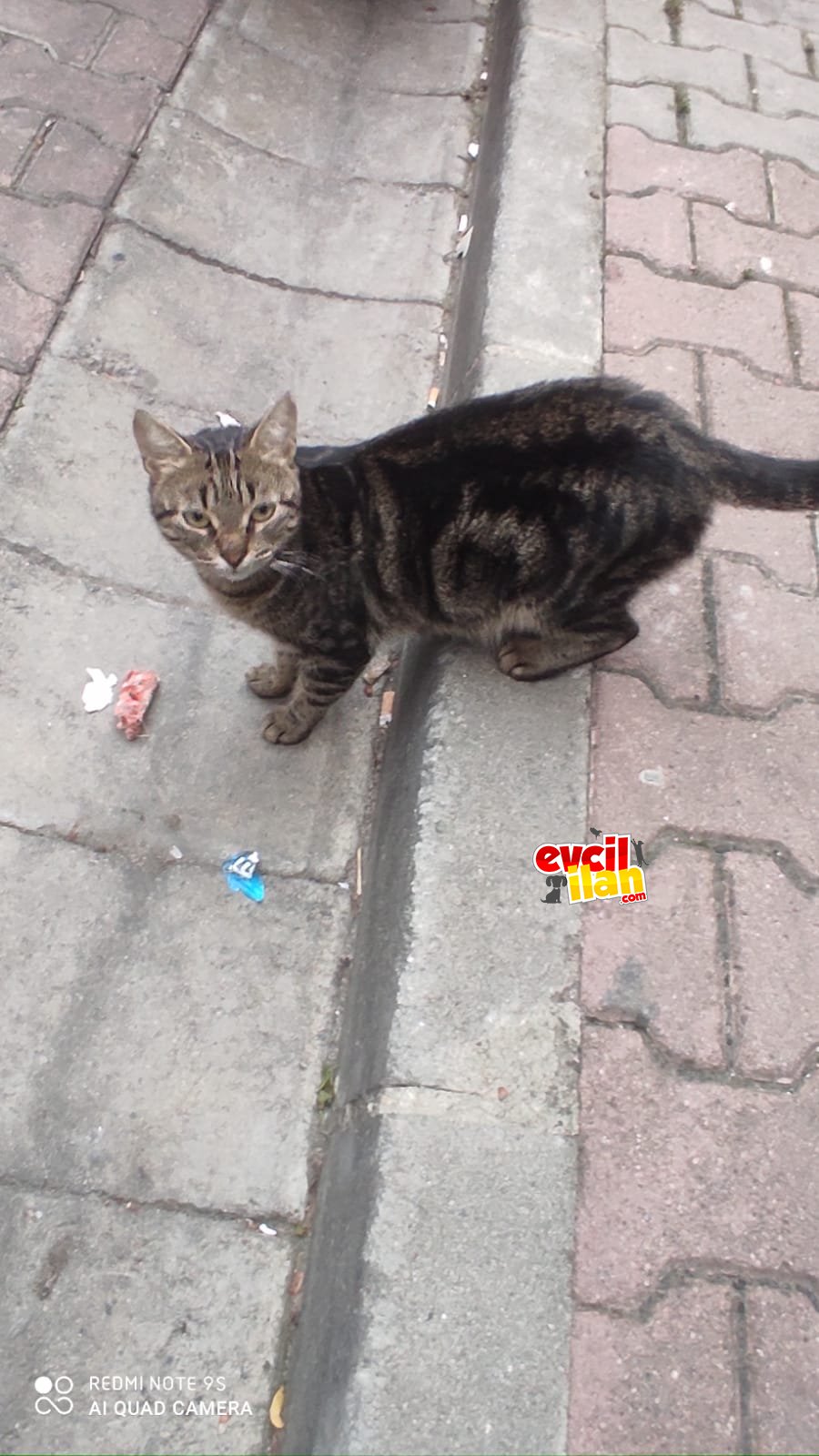 kedi sahiplendirmek istiyoruz