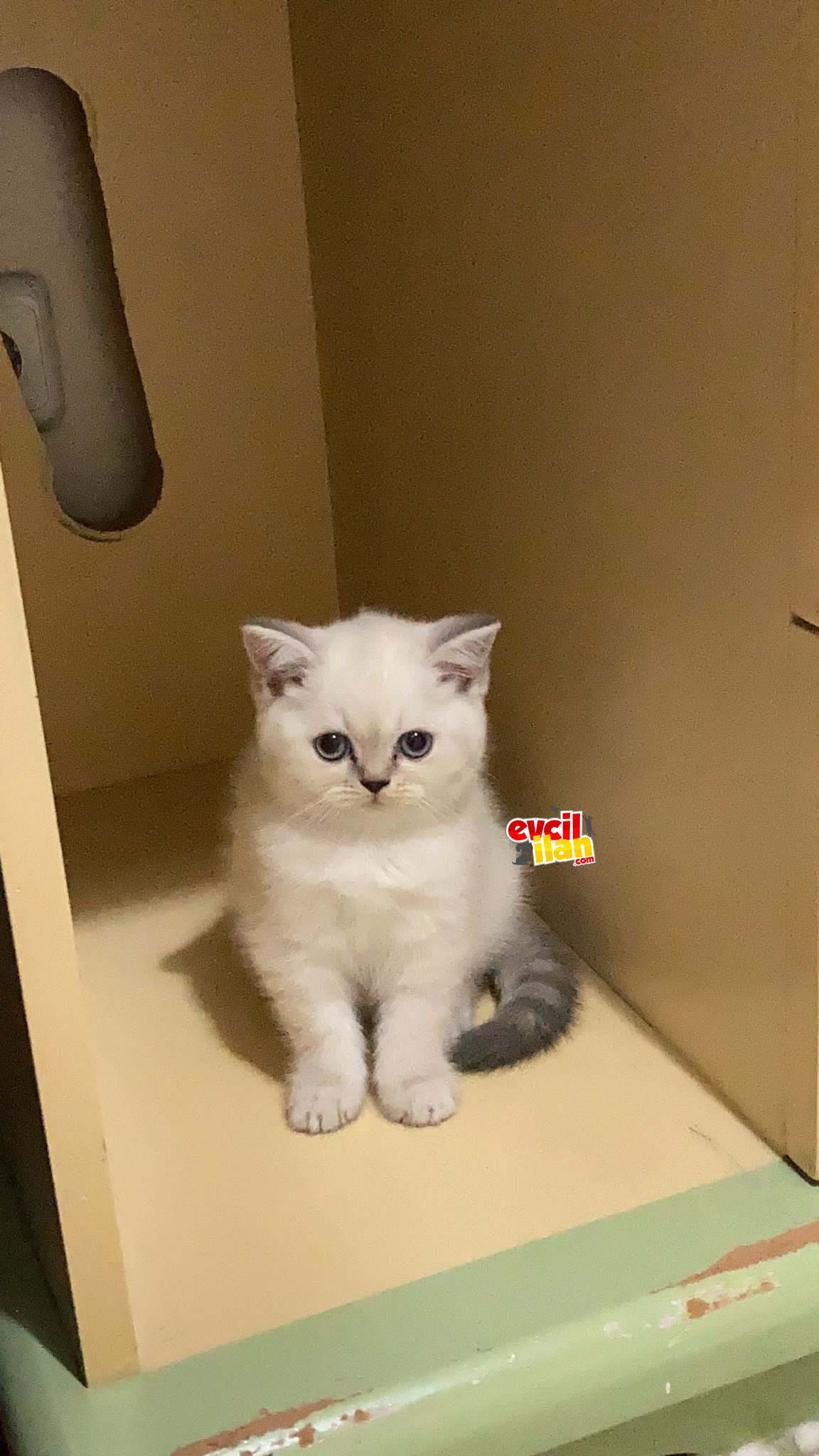 Kedi
