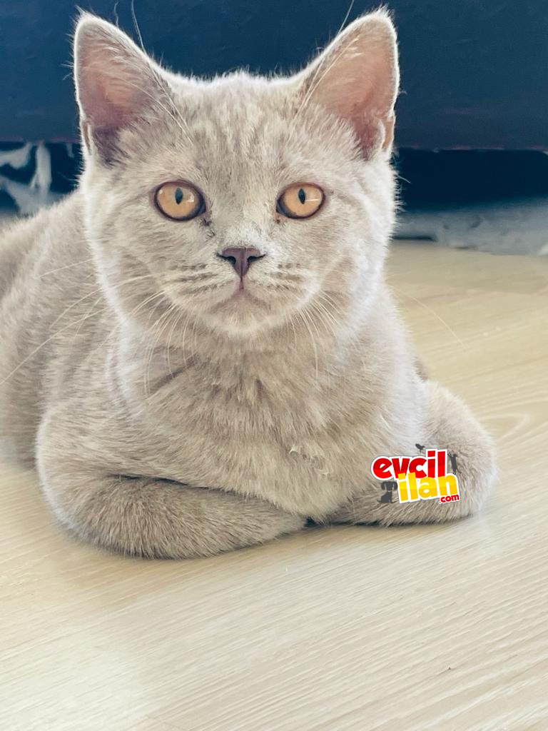 Kedilerime yeni güzel yuva ariom 