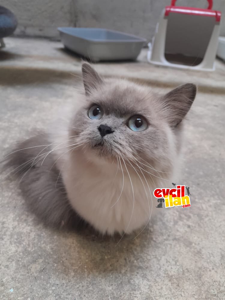 Kedilerimi çok uyguna veriyorum!