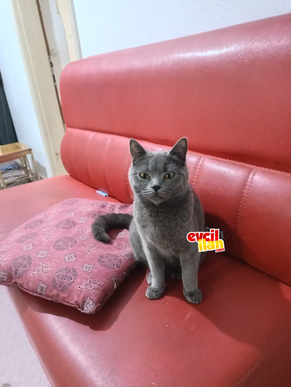 Kedilerimi maddi durumum olmadığı için sahiplendiriyorum