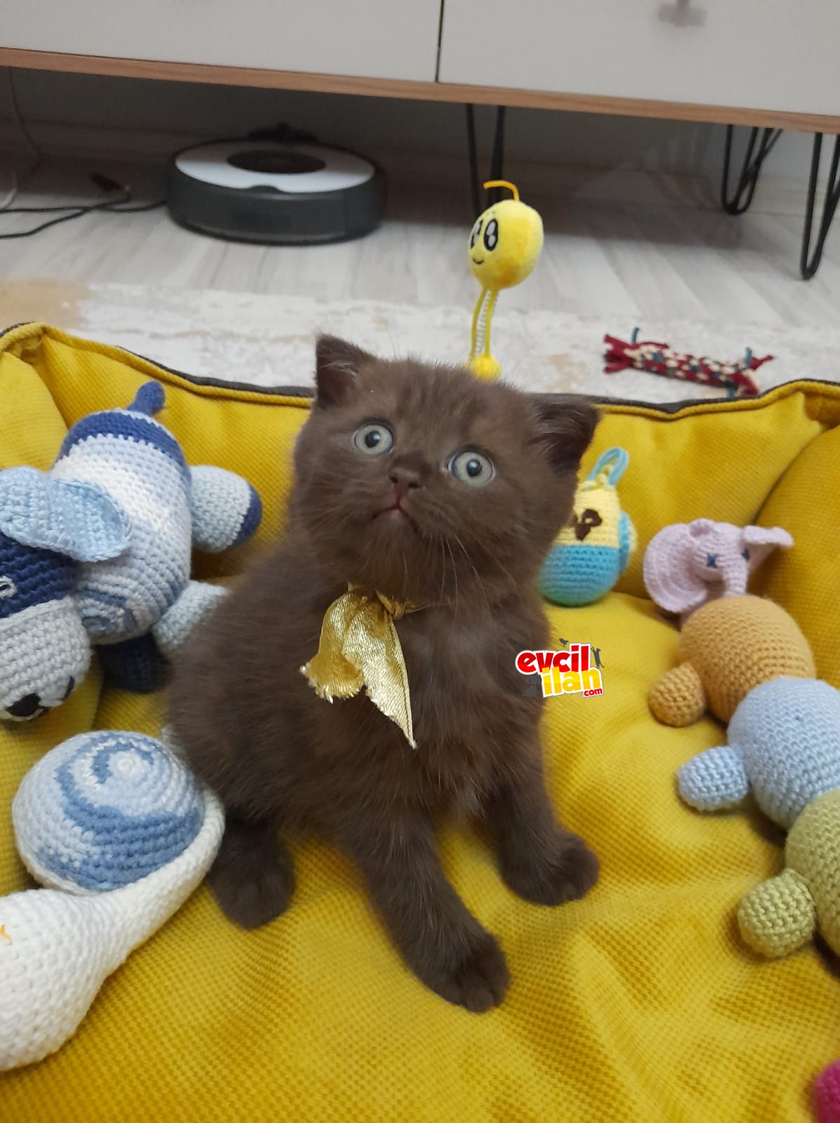 Kedilerimiz Sahiplendirilmeye Hazırdır