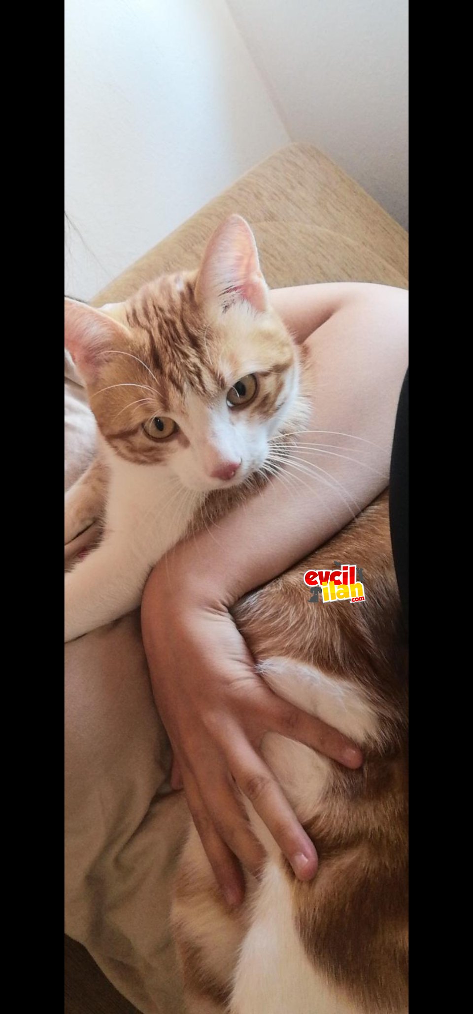 Kedim kayboldu acill