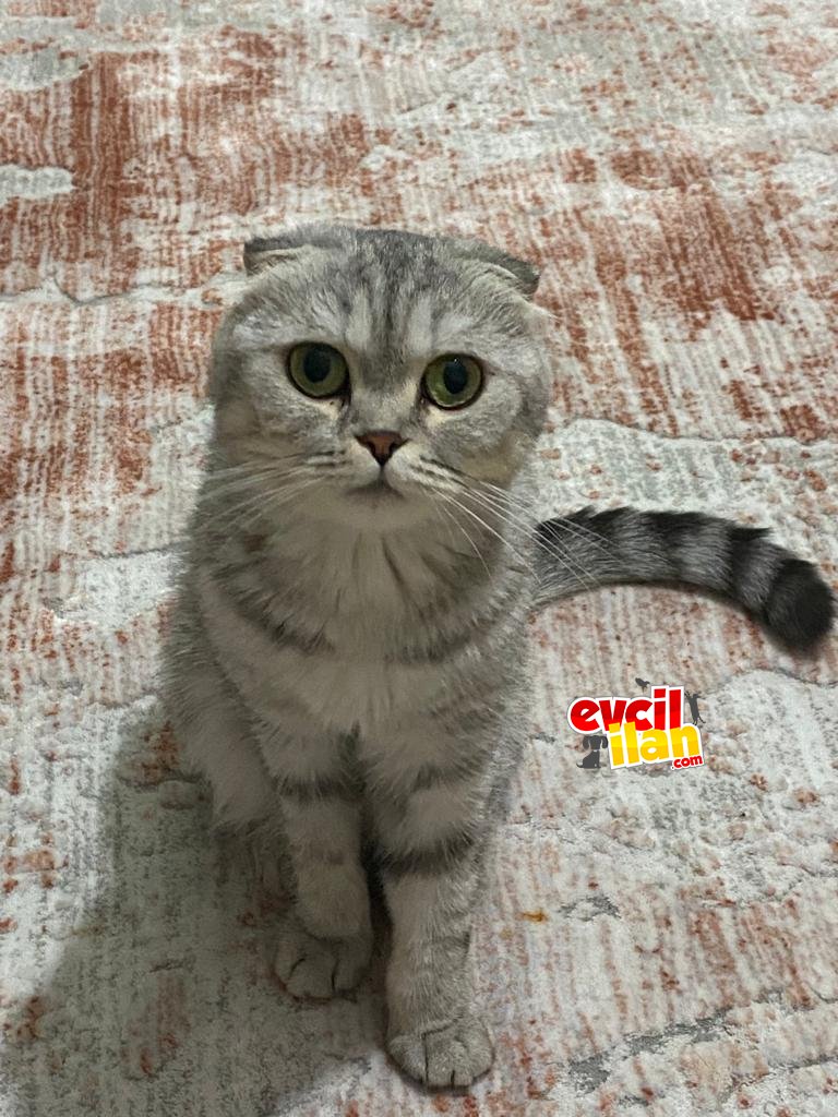 Kedimi sahiplendirmek istiyorum 