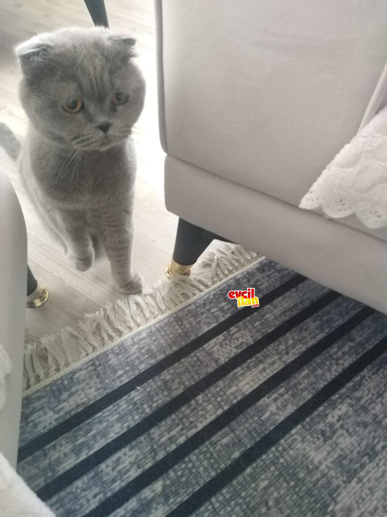 Kedim British Shorthair