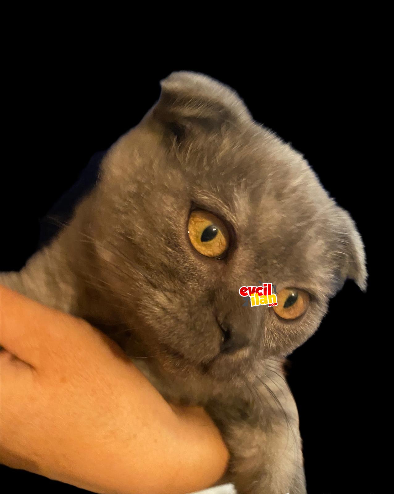 Kedimi sahiplendiriceğim