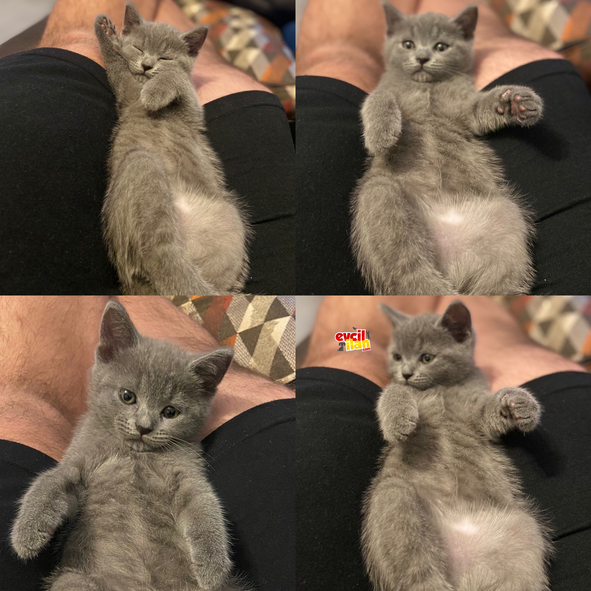 KEDİMİZ EVA YENİ SAHİBİNİ ARIYOR