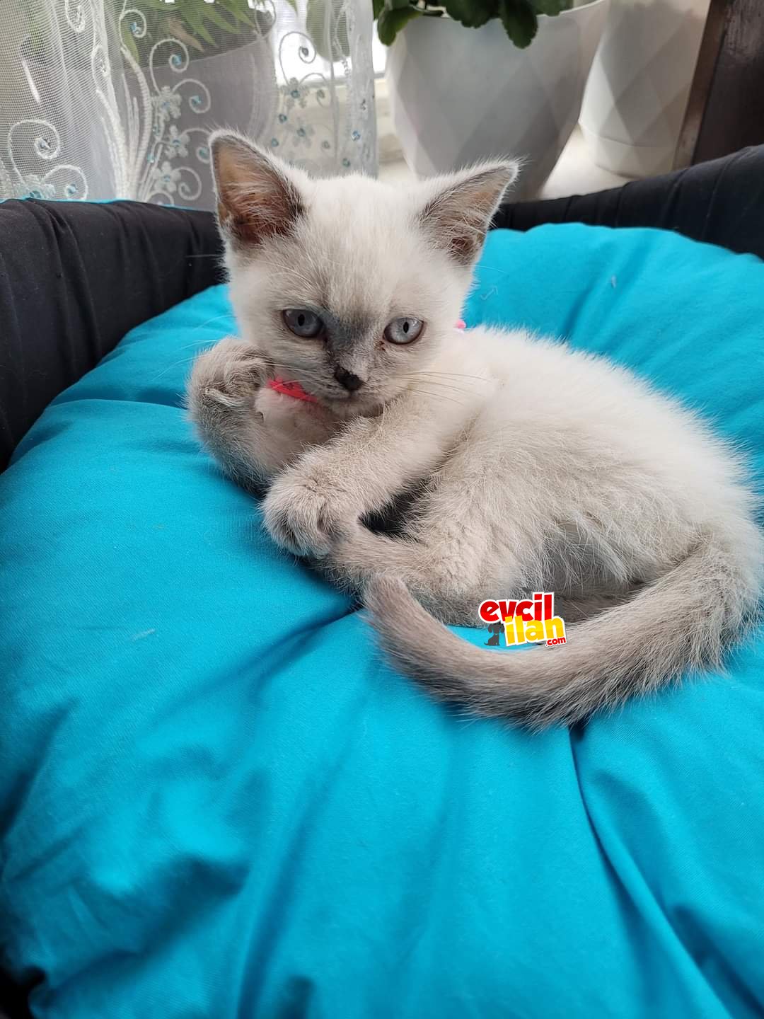 Kedimiz uysal kadife gibi tüylü ve sevimlidir