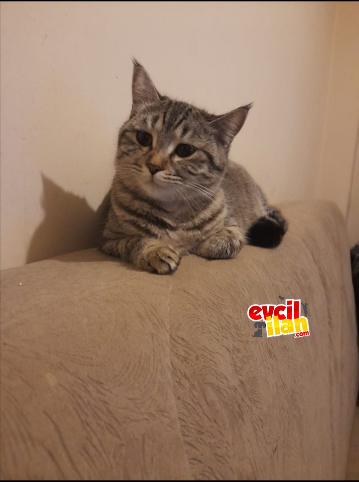 Kedimize aile arıyoruz