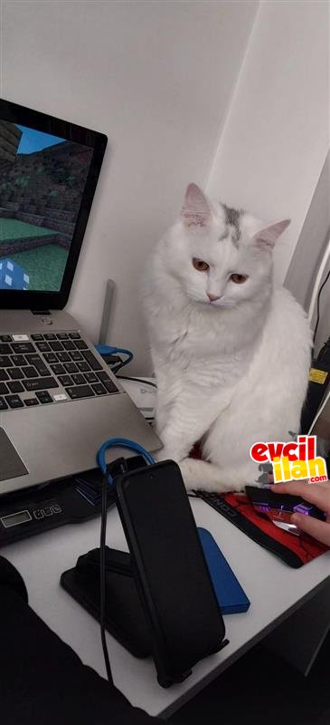KEDİMİZİ ÜCRETSİZ SAHİPLENDİRMEK İSTİYORUZ
