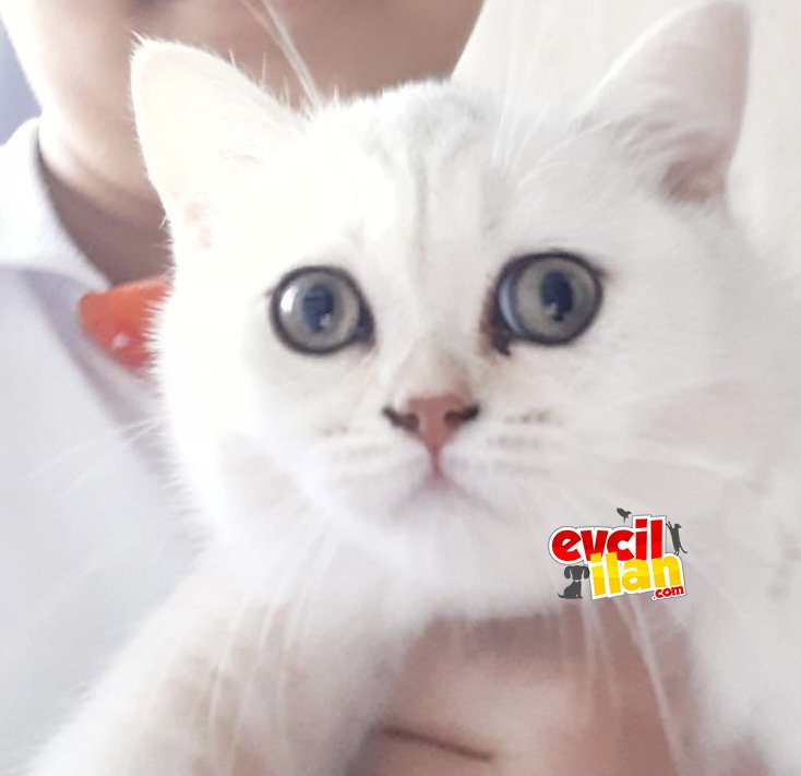 Kedimizin tüm eşyaları mevcut