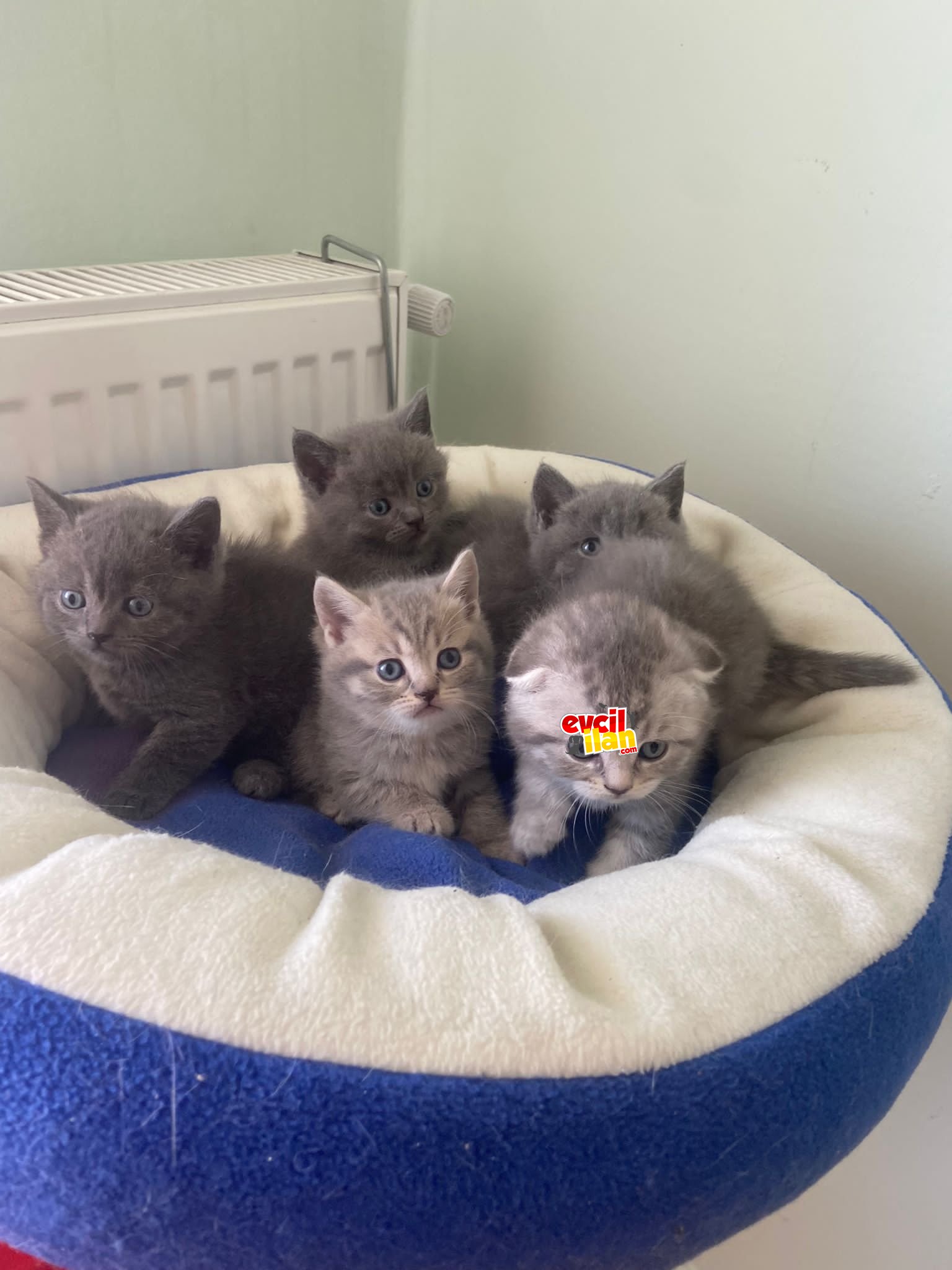 KENDİ SAFKAN KEDİMİN YAVRULARI SAHİPLENDİRİLMEYE HAZIR