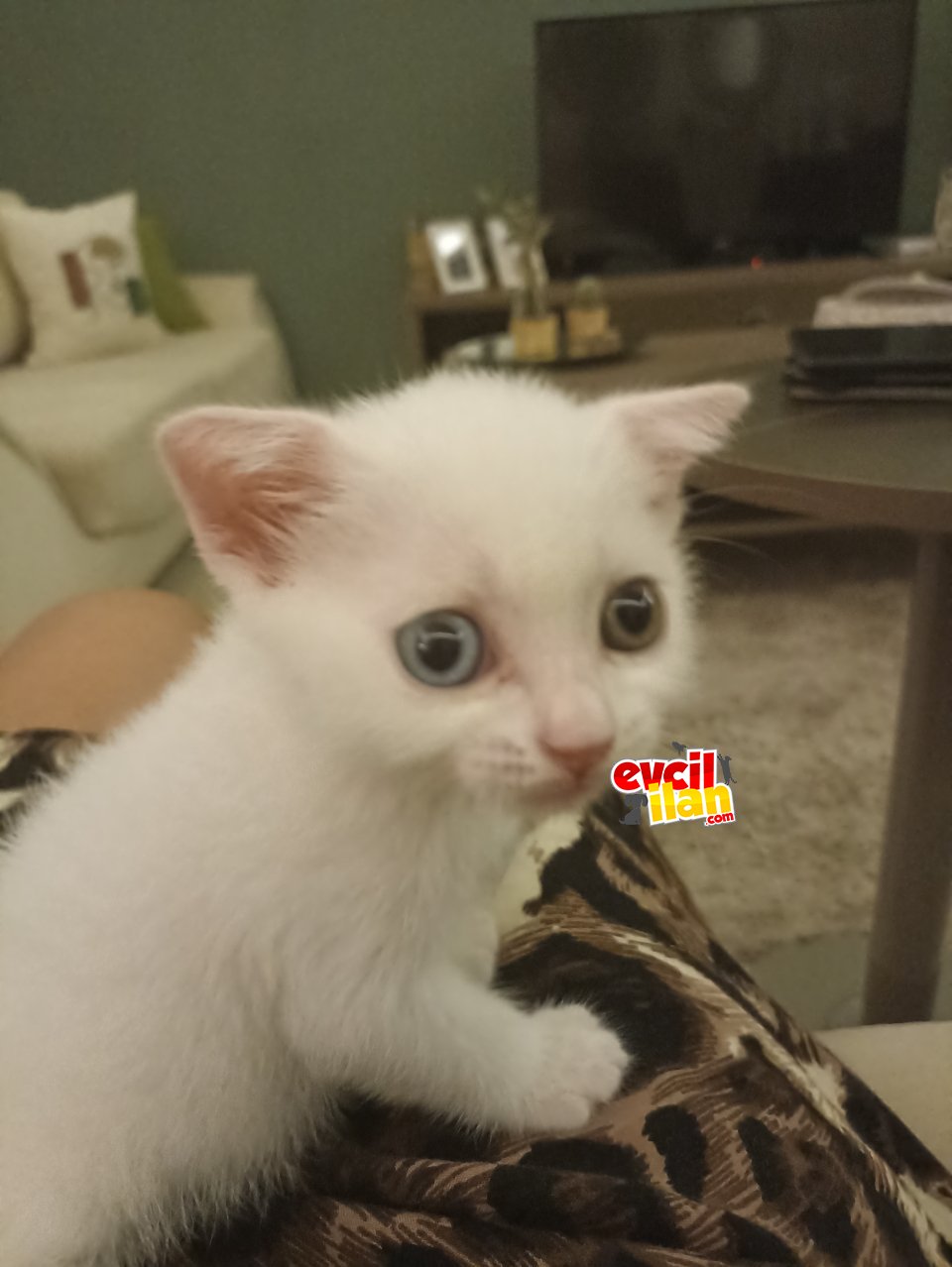 Keyifli bir kartopu