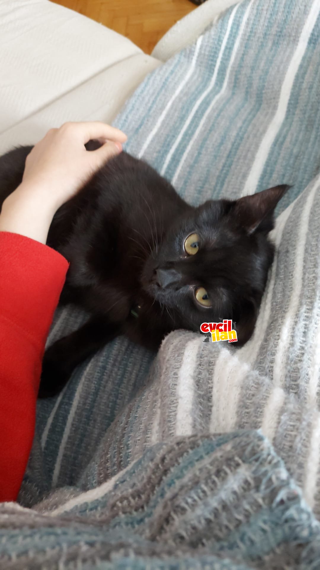 Kırma British Shorthair