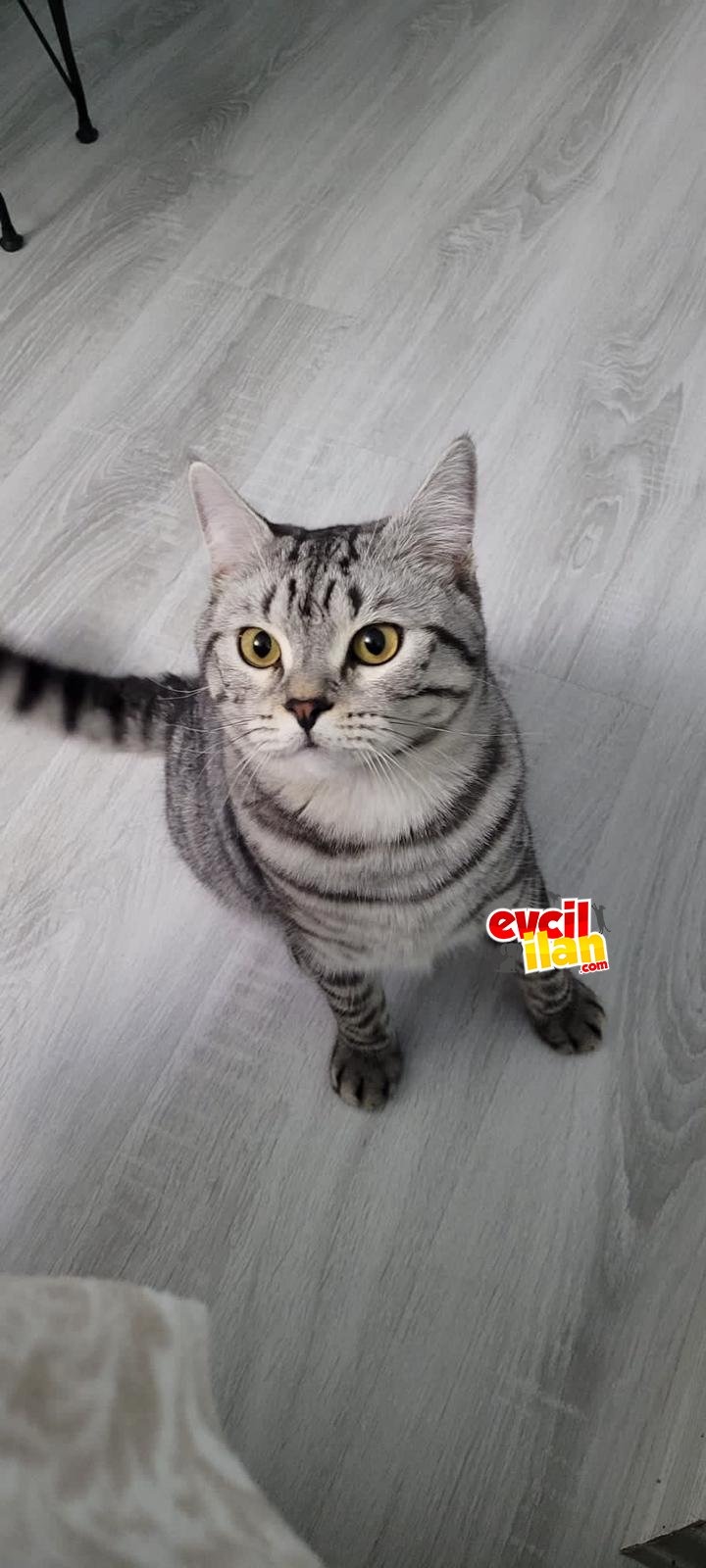 Kısır British Shorthair