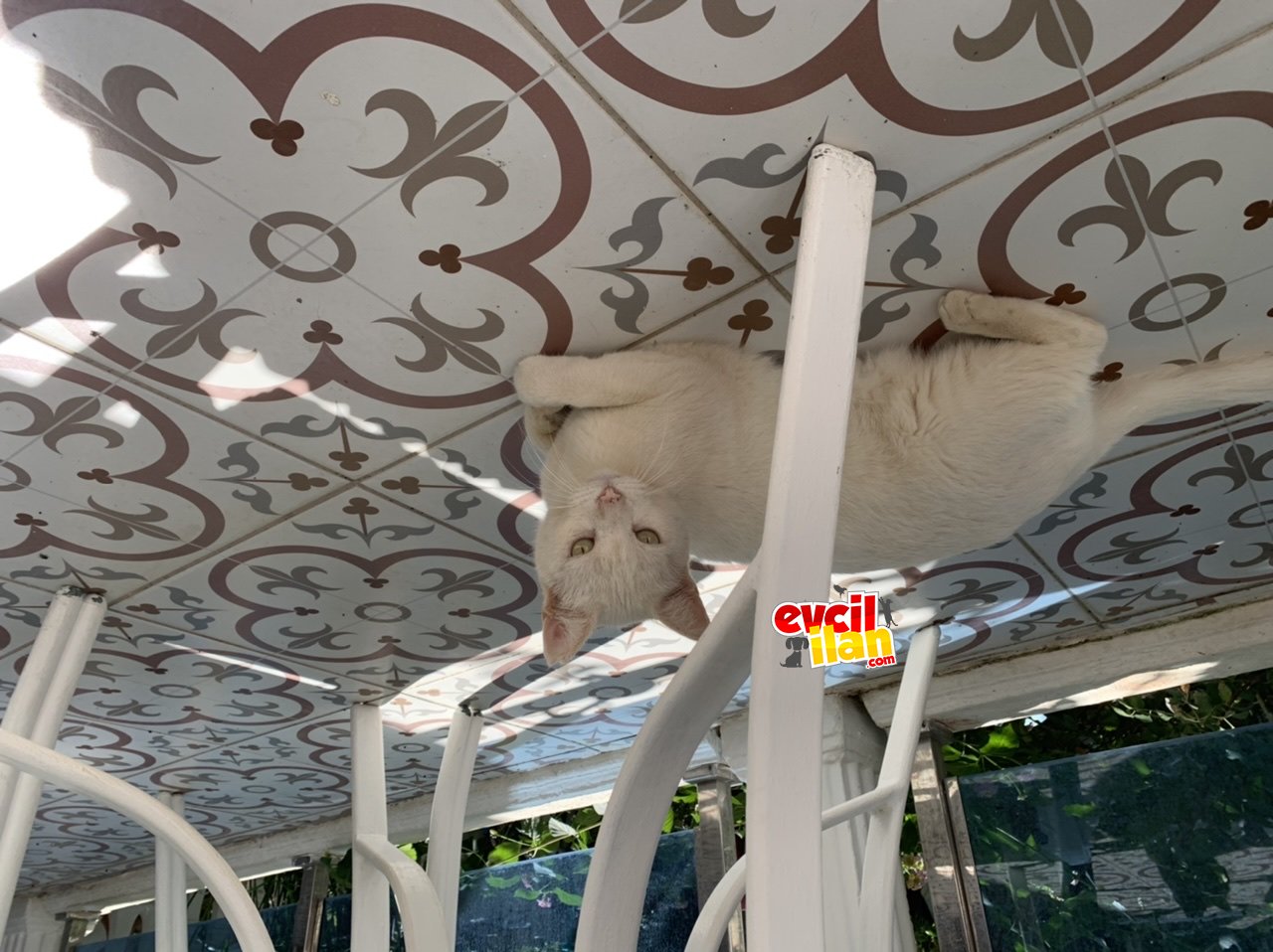 Kısırlaştırılmış Ankara kedisi 