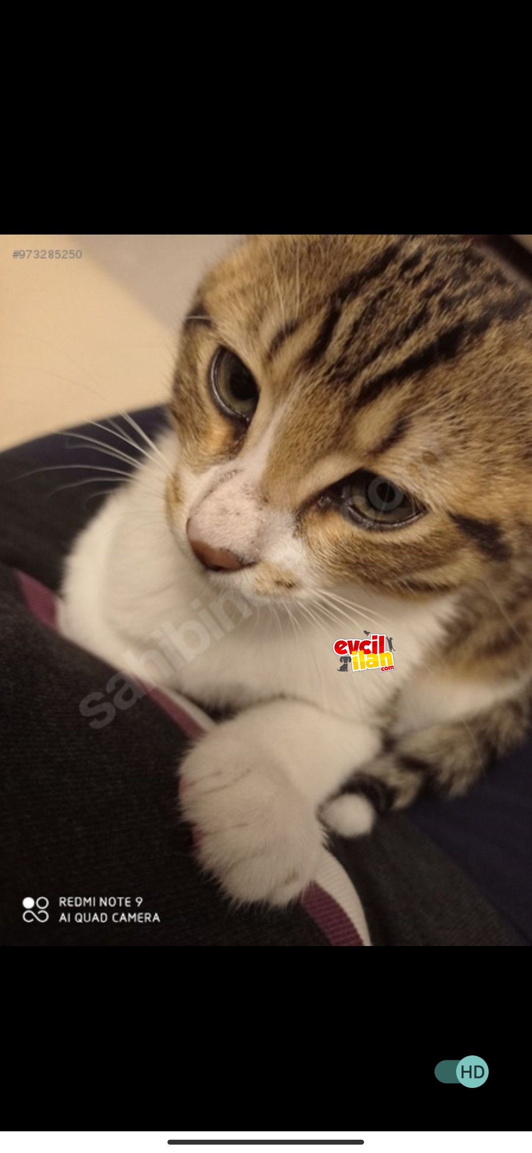 Kısırlaştırılmış erkek kedi