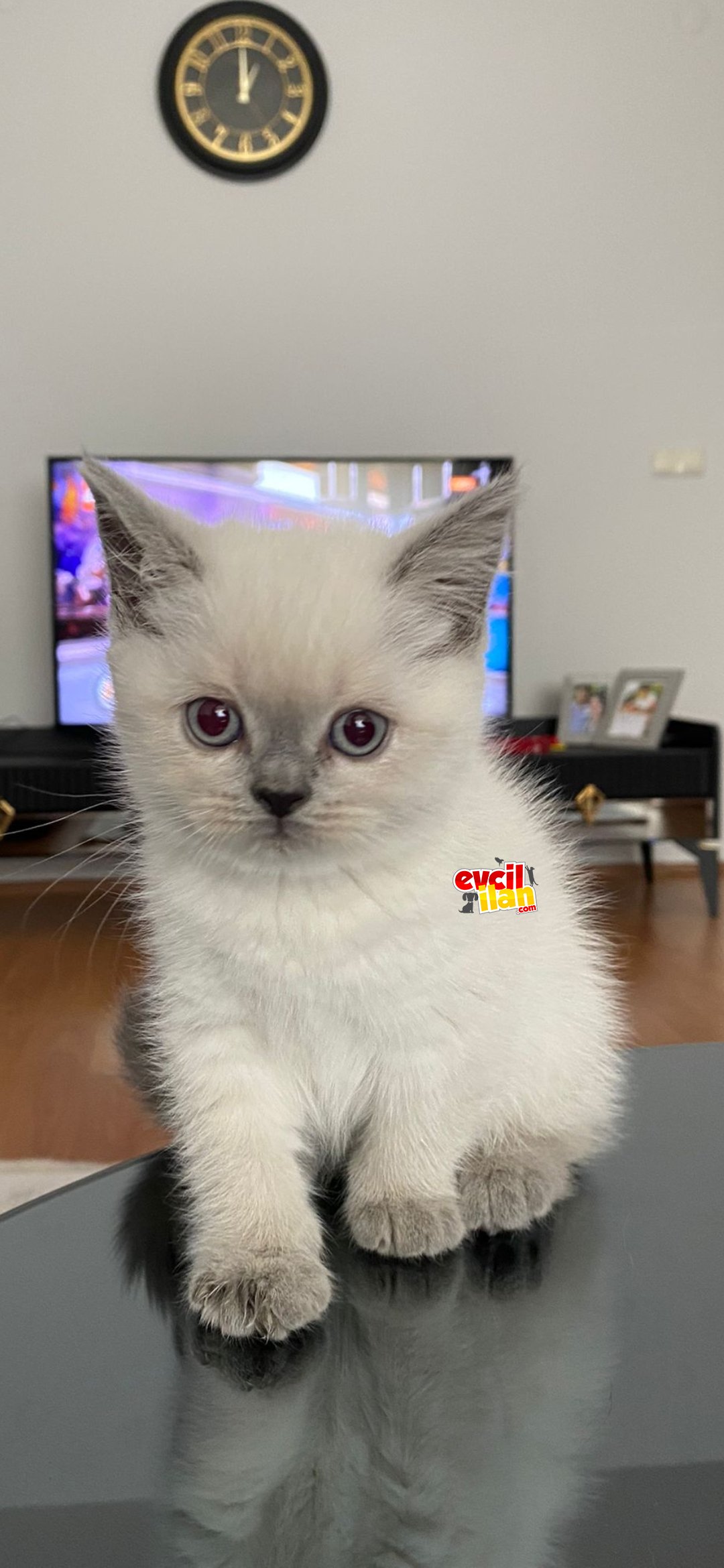 Kızımın ilk ve son yavrusu...Dişi Blue Point