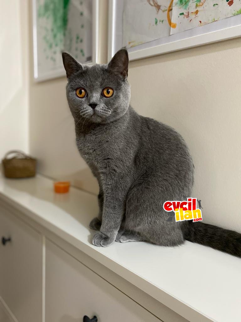 Kızımıza acil yuva arıyoruzzz...