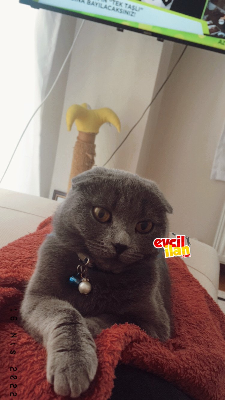 Kızımıza yuva arıyoruz 