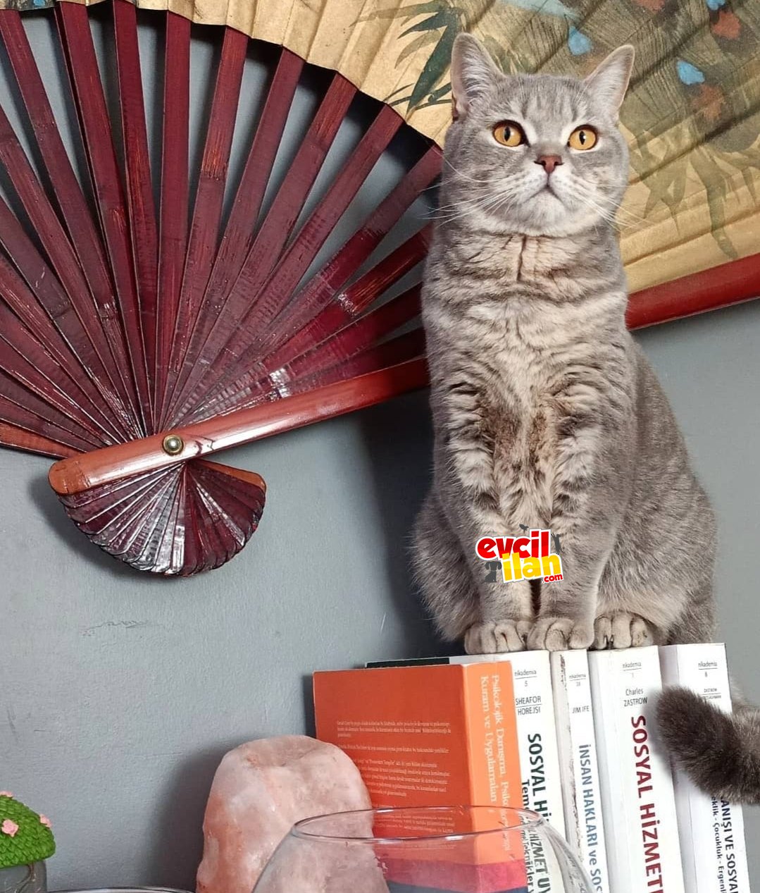 KIZIMIZA YUVA ARIYORUZ!