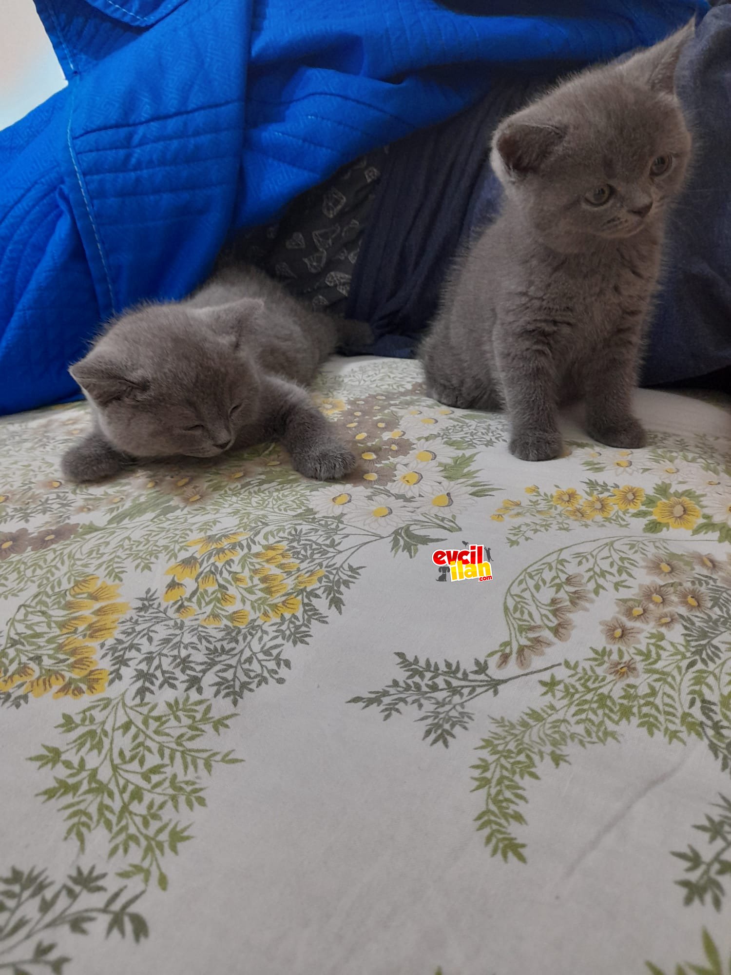 Kızlara yuva arıyoruz 