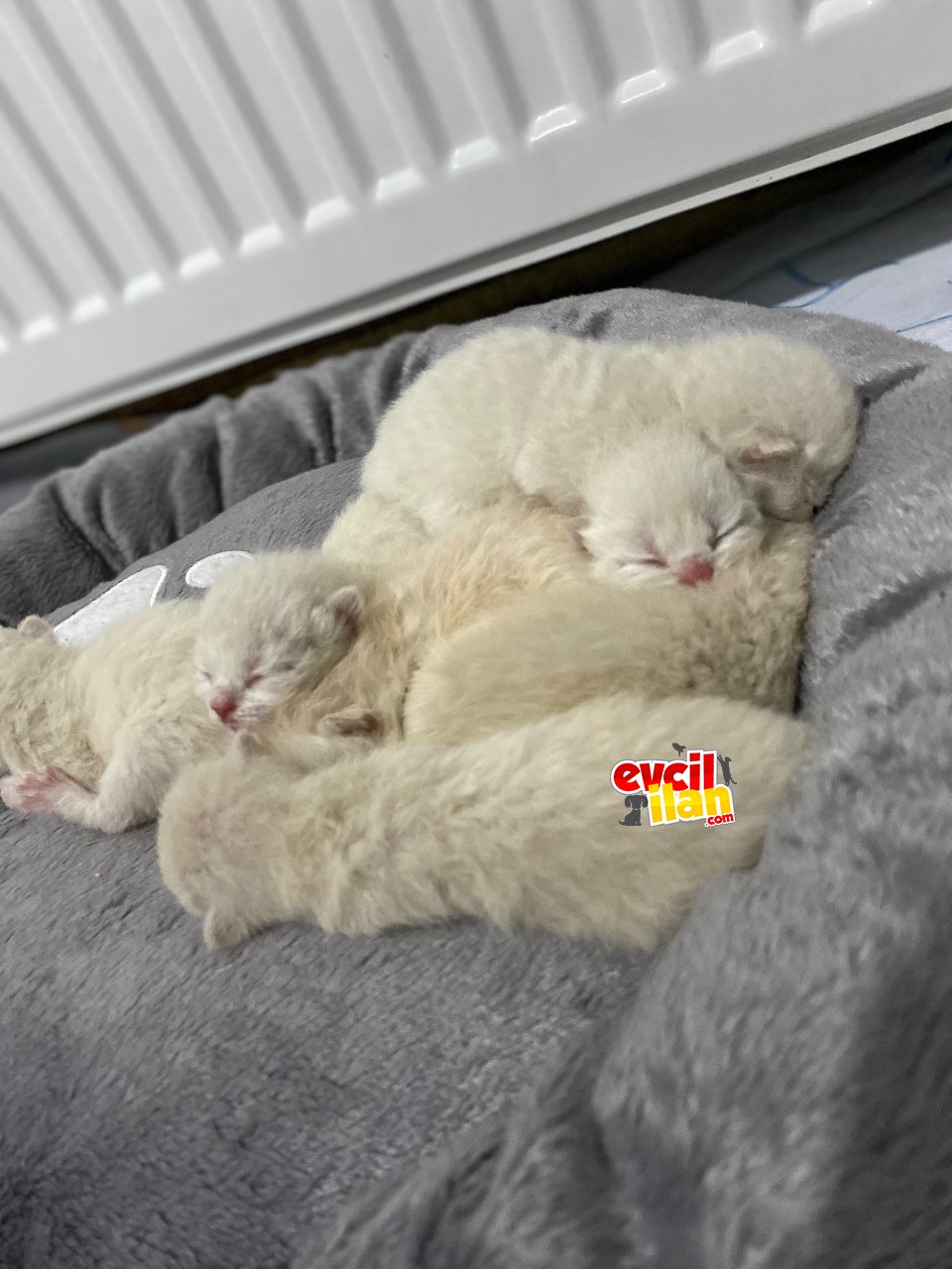 Kocaeli Gölcük Blue Point sağlıklı kızım