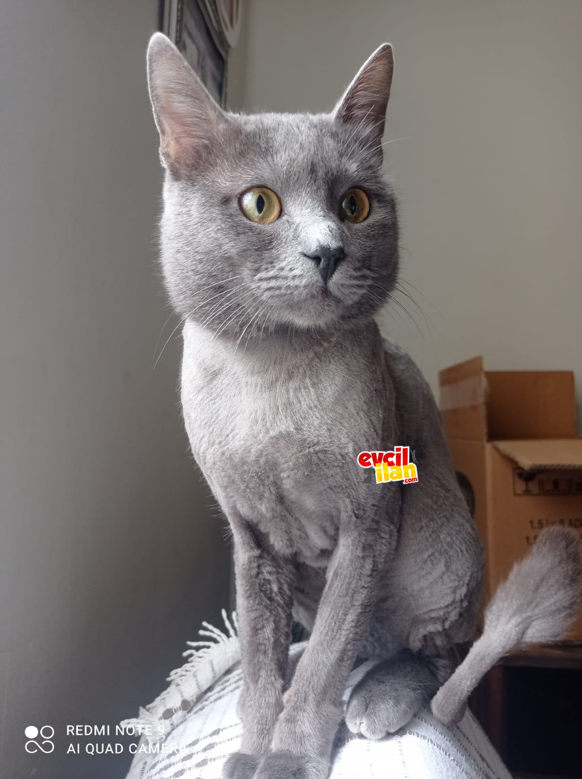 Koko ya şefkatli sıcak yuva arıyoruz 