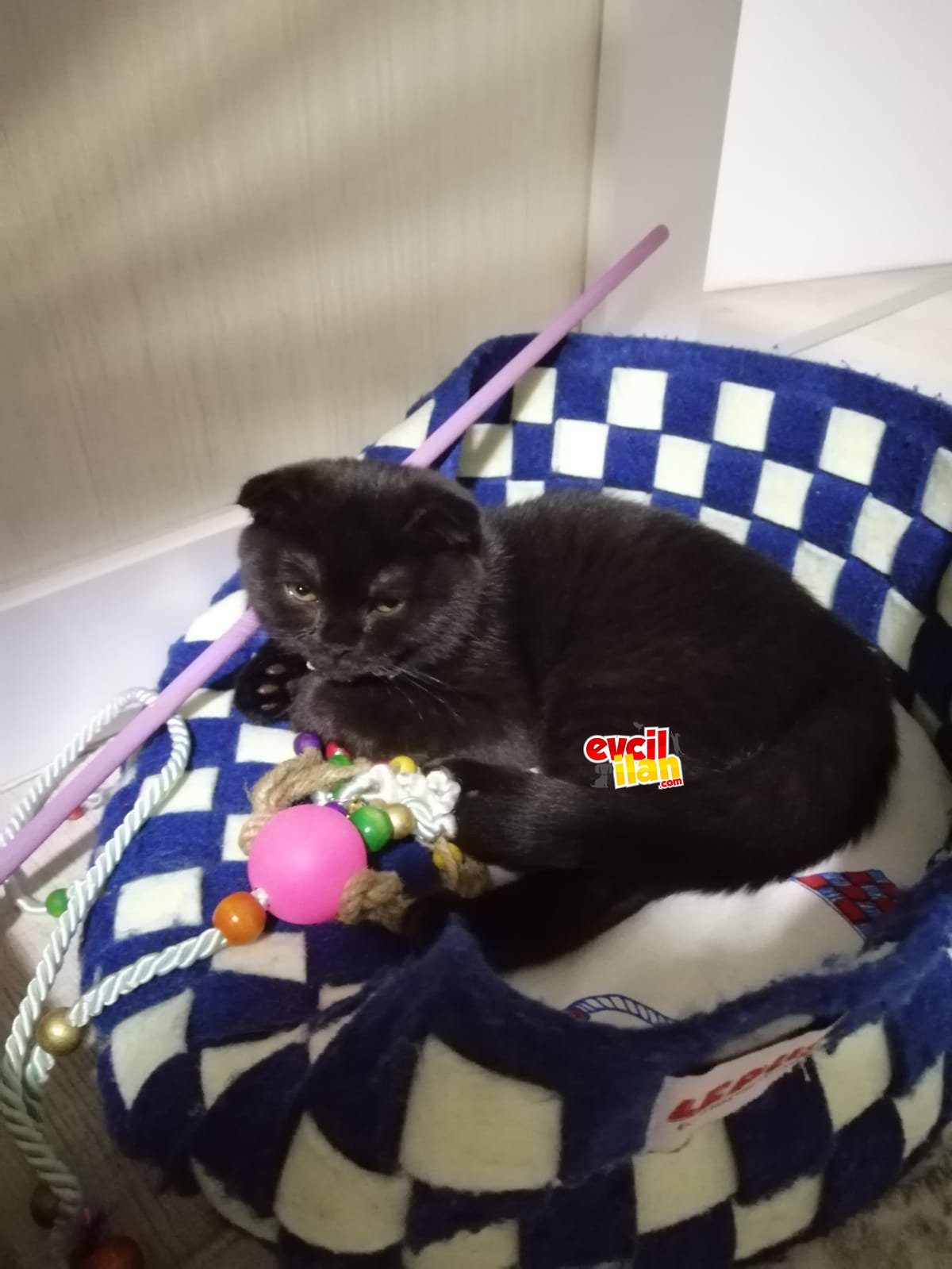 Scottish Fold