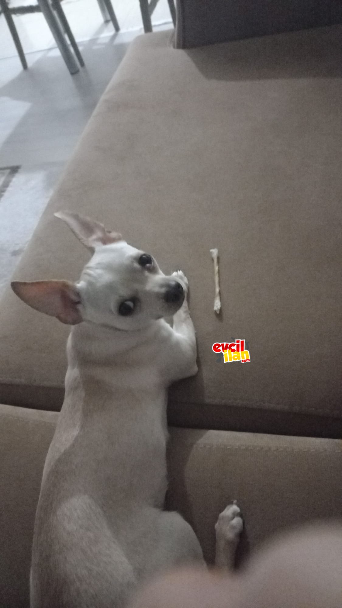 Köpeğimi sahiplendirmek istiyorum.