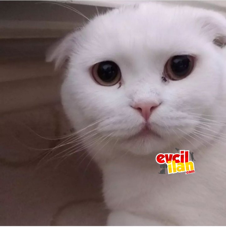 Köpüğe yuva arıyoruz