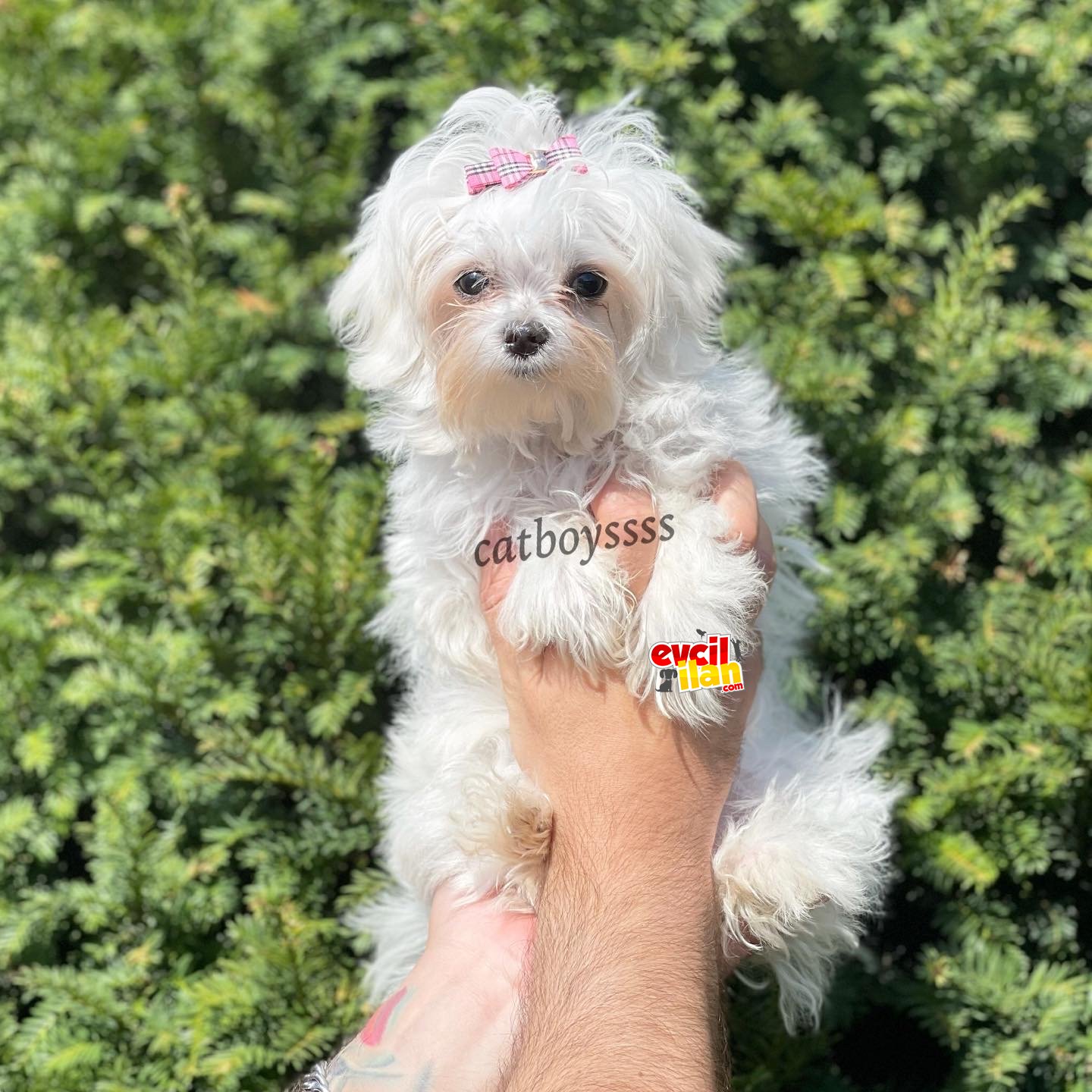 Kore kan dişi mini maltese terrier yavrumuz 