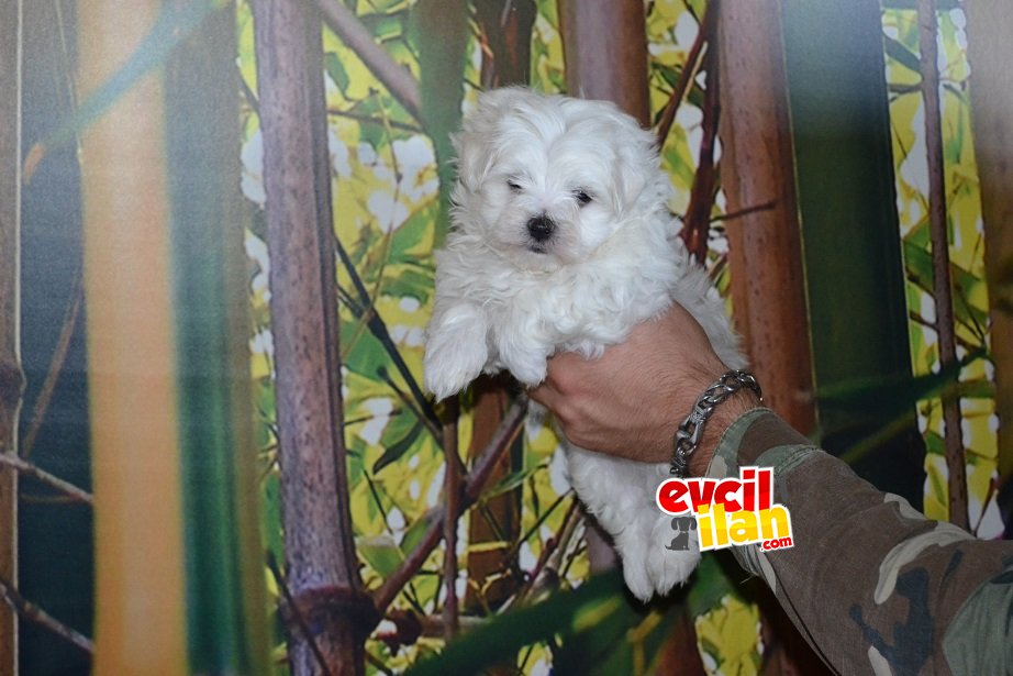 Kore Kan Orjinal Maltese Terrier Yavrular 