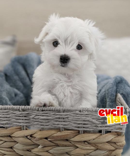 KORE KAN ORJİNAL MALTESE TERRIER