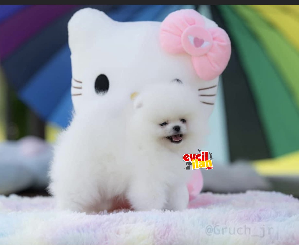 Kore kanı pomeranian boo teddy bear beyaz yavrumuz @goldpuppiess