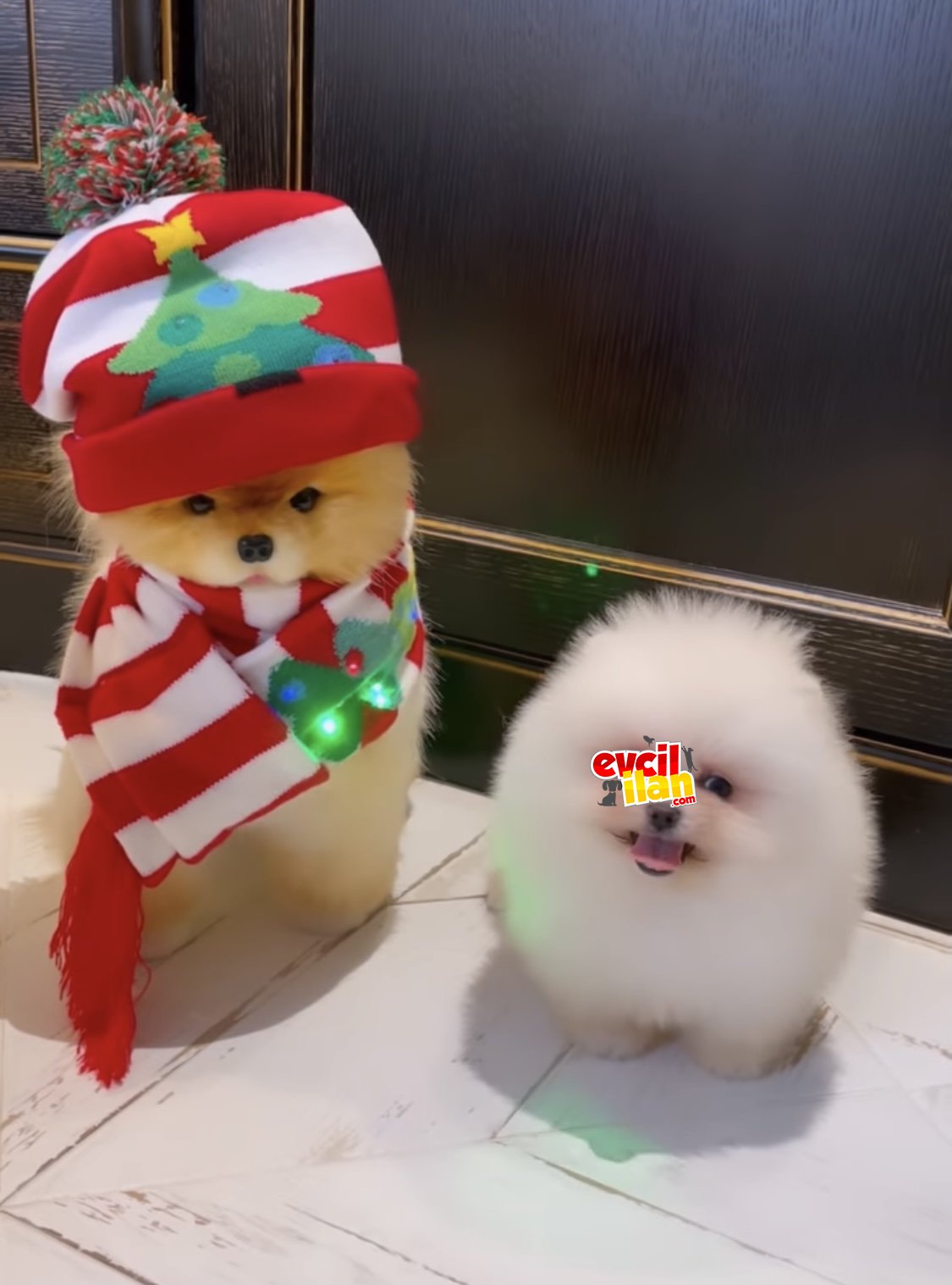 Kore kanı teddy bear pomeranian boo ayı surat 