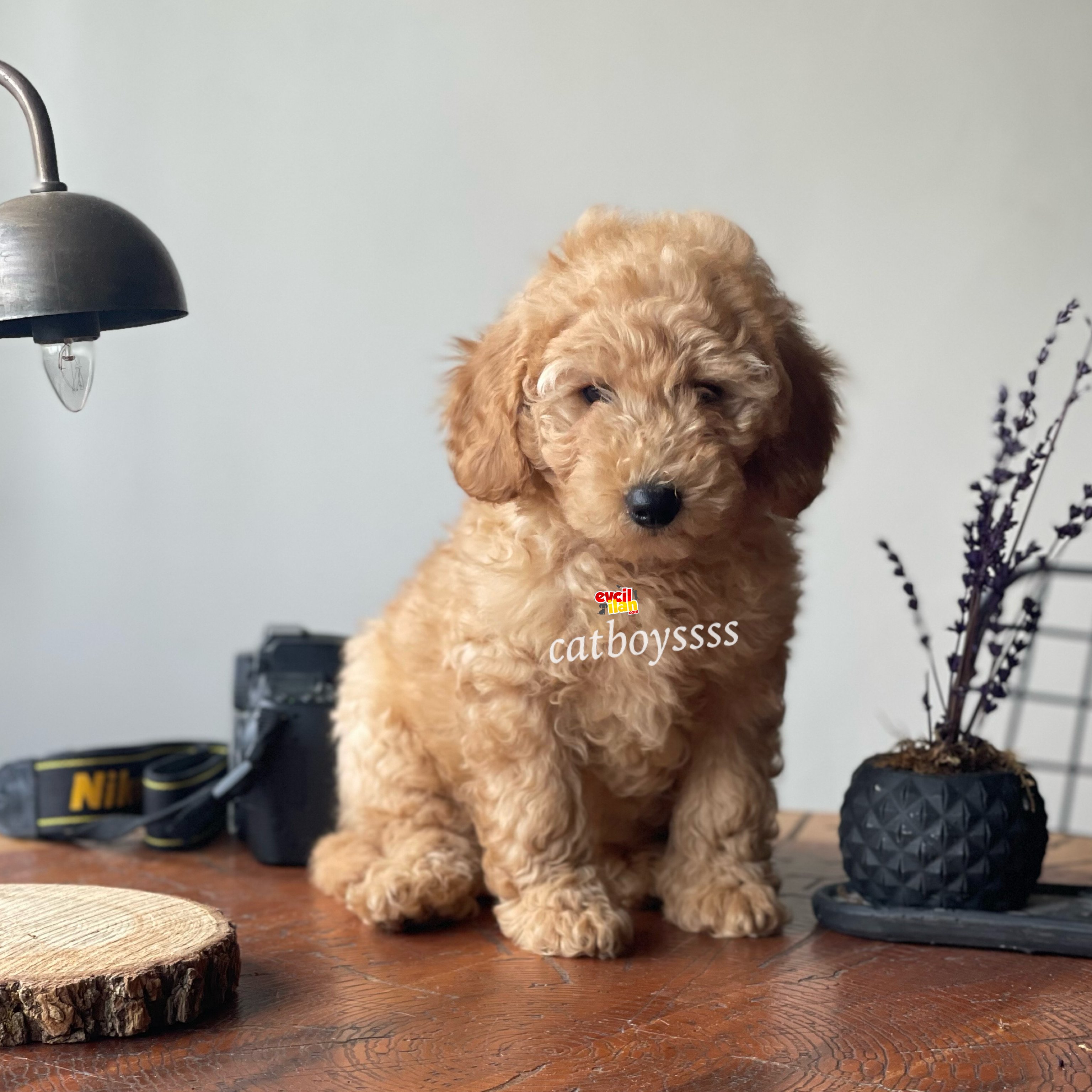 Koyu apricot dişi toy poodle yavrumuz 